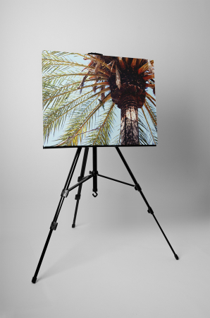 Tablou canvas : Palmier [2]