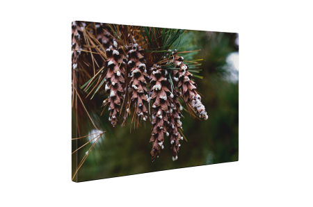Tablou canvas : Conuri speciale [4]