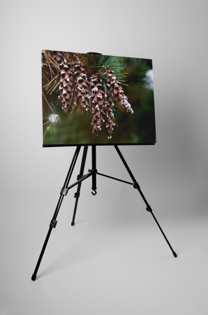 Tablou canvas : Conuri speciale [2]