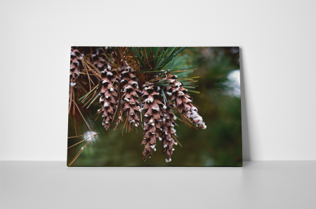 Tablou canvas : Conuri speciale [1]