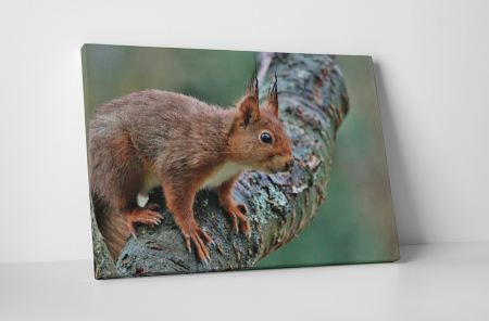 Animale - Tablou canvas : Veverita pe copac