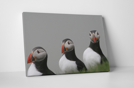 Animale - Tablou canvas : Familie de papagali de mare