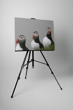 Tablou canvas : Familie de papagali de mare [2]