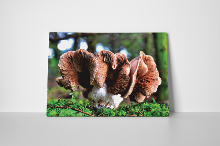 Tablou canvas : Mushroom [1]