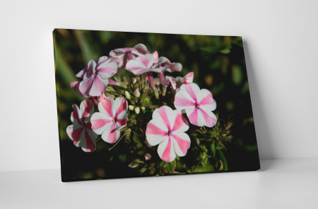 Tablouri Canvas - Tablou canvas : Floare cu dungi