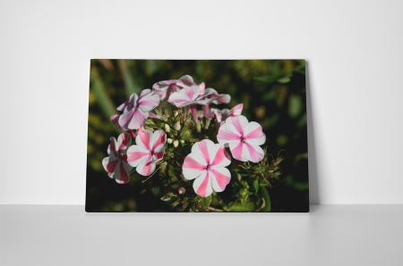 Tablou canvas : Floare cu dungi [1]