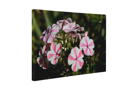 Tablou canvas : Floare cu dungi [4]