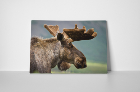 Tablou canvas : Renul [1]