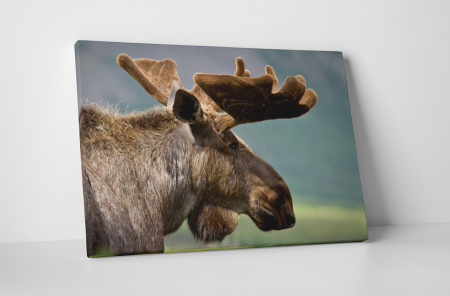 Animale - Tablou canvas : Renul
