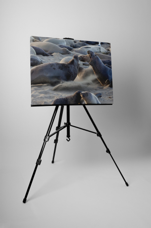 Tablou canvas : Lei de mare [2]