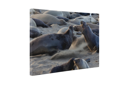 Tablou canvas : Lei de mare [4]