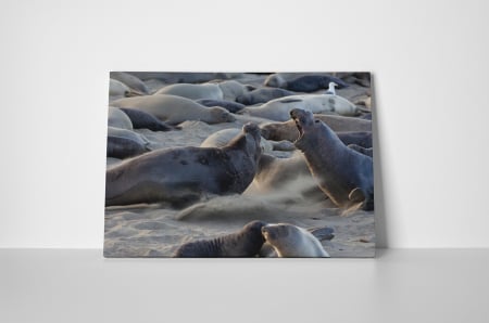 Tablou canvas : Lei de mare [1]