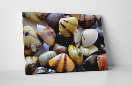 Tablouri Canvas - Tablou canvas : Scoici colorate