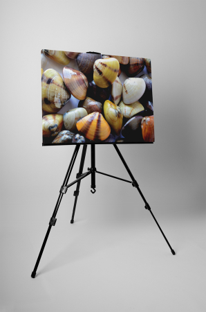 Tablou canvas : Scoici colorate [2]
