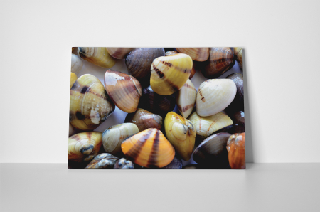 Tablou canvas : Scoici colorate [1]
