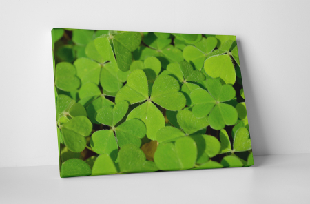 Tablouri Canvas - Tablou canvas : Multime de trifoi