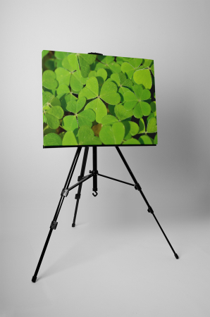 Tablou canvas : Multime de trifoi [2]