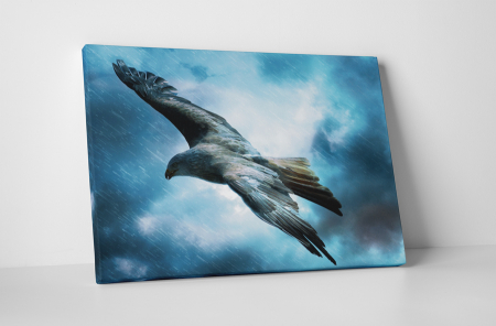 Animale - Tablou canvas : Soimul