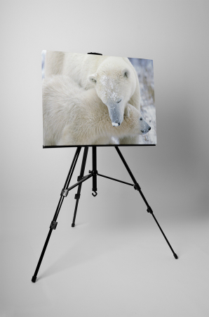 Tablou canvas : Ursi polari [2]