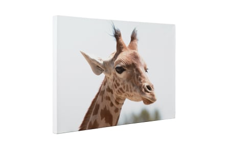 Tablou canvas : Girafa simpatica [4]