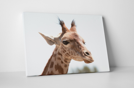 Animale - Tablou canvas : Girafa simpatica