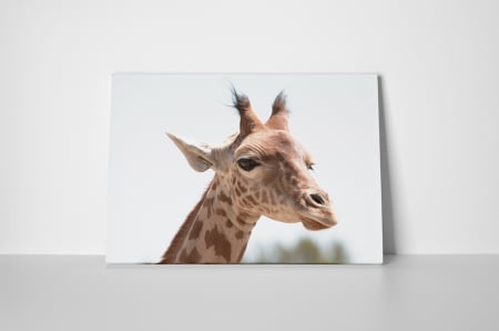 Tablou canvas : Girafa simpatica [1]