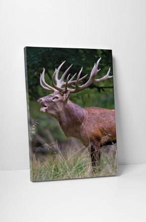 Animale - Tablou canvas : Cerbul