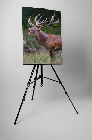 Tablou canvas : Cerbul [2]