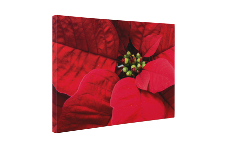 Tablou canvas : Poinsettia [4]