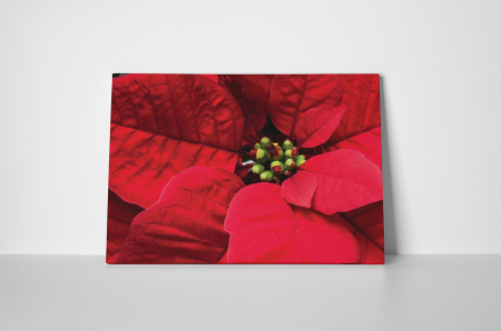 Tablou canvas : Poinsettia [1]