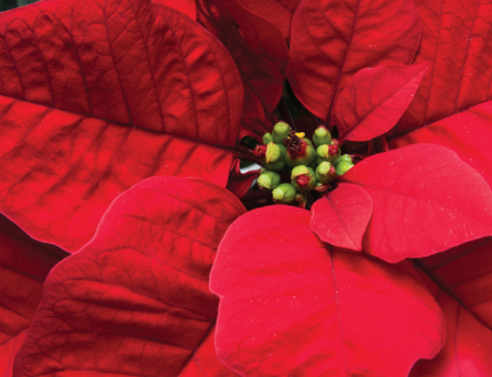 Tablou canvas : Poinsettia [3]