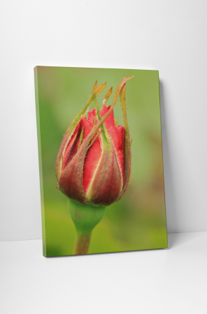 Tablouri Canvas - Tablou canvas : Boboc de trandafir