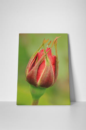 Tablou canvas : Boboc de trandafir [1]
