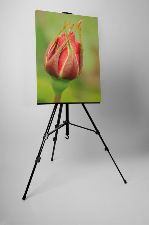 Tablou canvas : Boboc de trandafir [2]