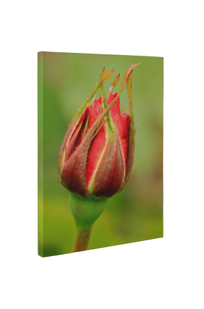 Tablou canvas : Boboc de trandafir [4]