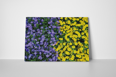 Tablou canvas : Covor de flori [1]