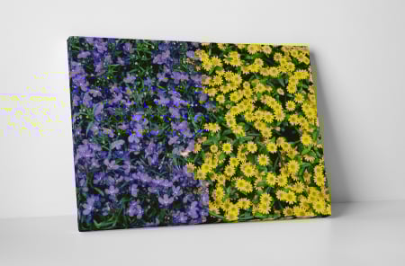 Tablouri Canvas - Tablou canvas : Covor de flori