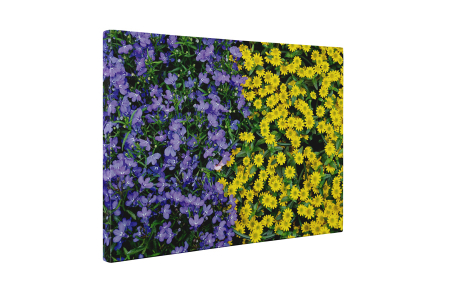 Tablou canvas : Covor de flori [4]