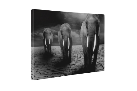 Tablou canvas : Trei elefanti [4]
