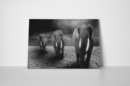 Tablou canvas : Trei elefanti [1]