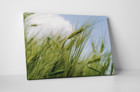 Natură - Tablou canvas : Graul verde