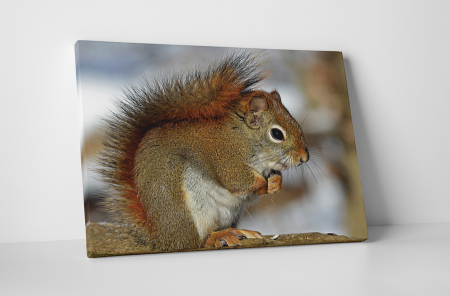 Animale - Tablou canvas : Veverita