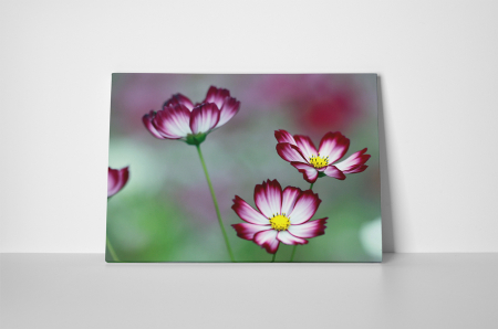 Tablou canvas : Flori de cosmos [1]