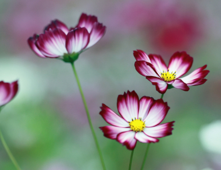 Tablou canvas : Flori de cosmos [3]