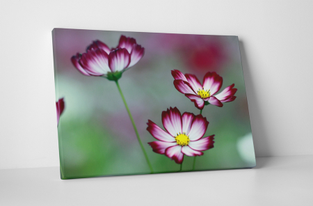 Tablouri Canvas - Tablou canvas : Flori de cosmos