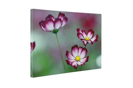 Tablou canvas : Flori de cosmos [4]