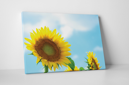 Tablouri Canvas - Tablou canvas : O floare, o raza de soare