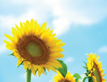 Tablou canvas : O floare, o raza de soare [3]