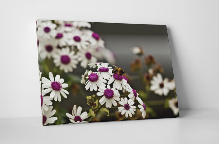 Tablouri Canvas - Tablou canvas : Musetel