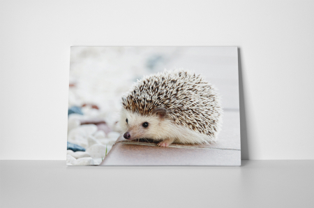 Tablou canvas : Ariciul simpatic [3]